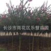 湖南長沙樂慧苗圃供應紫薇樹苗木園林綠化苗木紫薇樹樁直銷基地