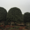 湖南桂花樹(shù)精品桂花樹(shù)大型市政景觀樹(shù)苗