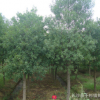 湖南錦森苗圃銷售10公分杜英樹(shù)原生態(tài)杜英樹(shù)規(guī)格齊全杜英