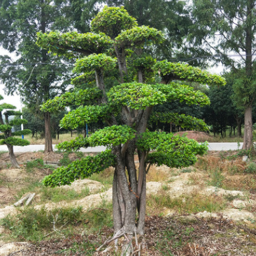 長(zhǎng)沙錦森苗圃 廠家直銷 榔榆 規(guī)格齊全 量大價(jià)優(yōu) 貨源充足 批發(fā)