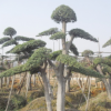 錦森苗圃供應(yīng)湖南造型榆樹 榆樹綠化樹木 特需造型緑化苗木盆景