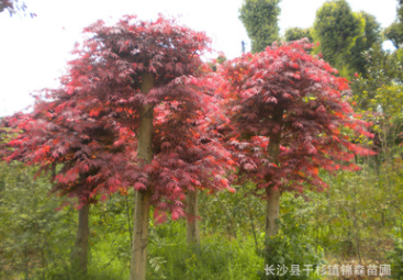 直銷園林工程綠化苗木 紅楓 紅楓樹 各種規格紅楓樹 切桿紅楓