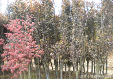 供應紅楓樹苗 綠化工程苗切桿紅楓樹價格 易成活 量大優惠