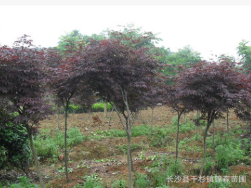 供應紅楓3-15量大優惠 湖南紅楓樹基地報價 歡迎咨詢