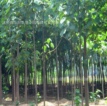直銷綠化工程苗 行道樹 泡桐樹苗 大小規(guī)格齊全 泡桐樹小苗