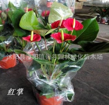 批發(fā)盆栽觀花植物 紅掌 綠色植物 小盆栽 四季開花 物美價(jià)廉