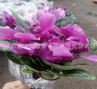 批發(fā)供應(yīng)盆栽花卉 花苗 仙客來 正是花期 花期長 四季開花