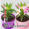 口香水百合種球 觀花植物 美化環(huán)境 百合花球根 基地發(fā)貨