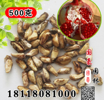 果樹 月季花石榴苗 四季石榴樹苗盆景盆栽 庭院植物 石榴苗木種子