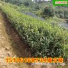 批發(fā)茶梅 精品庭院色塊苗20至30公分市政園林綠化苗木