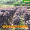 批發(fā)紅花繼木柱 湖南80至100公分精品市政園林綠化苗木