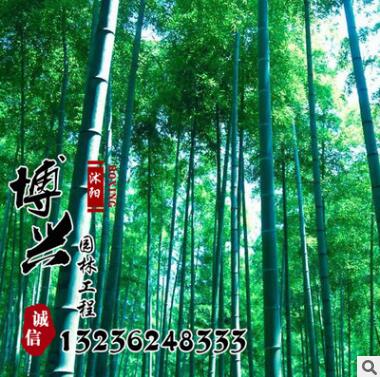 廠(chǎng)家大量低價(jià)批發(fā)毛竹紫竹苗 低價(jià)求購(gòu)優(yōu)質(zhì)庭院綠化工程苗木楠竹