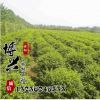 供應(yīng)優(yōu)質(zhì)園林工程綠化苗木小葉女貞球 基地直銷