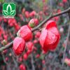 批發梅花樹苗 紅梅 直徑4-5-6-8-10-12-15公分 耐寒盆景觀賞植