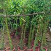 湖南佛肚竹批發 室內觀葉植物佛肚竹 可盆栽 成活率高