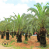加拿利海棗種植基地 場地直銷 多規格供應美化環境
