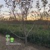 果樹苗 蘋果樹苗 南北方種植 紅富士嫁接苗 規格齊全