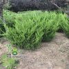 基地供應龍柏球 綠化工程樹苗 常綠龍柏球 行道公園龍柏球
