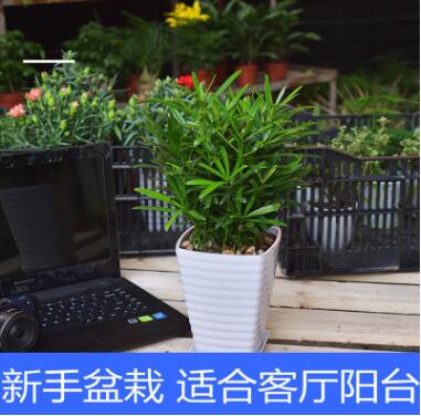 綠色植物羅漢松適合新手室內(nèi)客廳桌面防輻射盆栽客廳陽臺(tái)盆景花卉