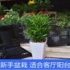 綠色植物羅漢松適合新手室內(nèi)客廳桌面防輻射盆栽客廳陽臺(tái)盆景花卉