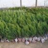 大量供應龍柏苗 龍柏工程苗 龍柏球 優質龍柏小苗