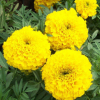 供應(yīng)各種牧草花草種子 優(yōu)質(zhì)萬壽菊種子 菊花種子 花卉種子