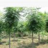 基地供應綠化苗木批發(fā) 欒樹苗 欒樹4-6cm 規(guī)格全 北欒 欒樹