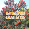 苗圃批發精品 水榆花楸 百花花楸6-8公分 綠化觀賞植物 花楸小苗
