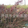 常年批發 紅葉李綠籬苗 密枝紅葉李小苗 杯苗穴盤苗 規格齊全