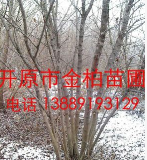 供應東北精品 叢生茶條槭 叢生三角楓 綠化苗木 東北茶條槭價格