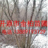 供應東北精品 叢生茶條槭 叢生三角楓 綠化苗木 東北茶條槭價格