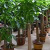 發財樹 發財王 辦公家居中型盆栽植物供應
