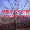 長期供應優質 核桃楸 叢生核桃楸 東北風景樹 珍貴耐寒植物胡桃楸
