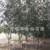 長期供應王族海棠 光輝海棠 1-6公分 喬木苗木行道樹 西豐海棠苗