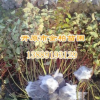 供應 紅瑞木5條分枝 1.2米高 紅瑞木價格 紅瑞木小苗價格合理送貨