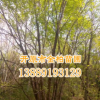 長期供應精品五角楓 叢生五角楓 樹形優美 風景行道樹 規格齊全