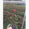 福建漳州綠化苗木地被琴葉珊瑚供應批發 變葉珊瑚花/琴葉櫻