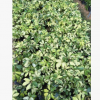 花葉鵝掌柴供應 澳洲鵝掌柴 花葉鴨腳木供應