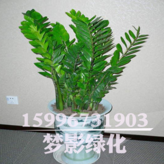 室內(nèi)綠植花卉 優(yōu)質(zhì)金錢樹 盆栽批發(fā)貨源充足金錢樹價(jià)格 金錢樹