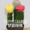 批發仙人球多肉植物組合盆栽 彩色仙人球三組合 室內裝飾盆栽花卉