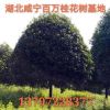 湖北咸寧直銷各種叢生獨(dú)桿直徑桂花樹 金桂八月桂丹桂樹