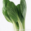 批發 四季油菜種子 有機綠色蔬菜種子 陽臺菜園種植盆栽 100粒/袋