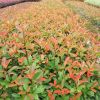 庭院觀賞苗木紅花繼木小苗 湖南苗圃直供 質量保證 規格齊全