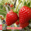 奶油草莓苗 牛奶草莓苗 草莓苗四季盆栽 當年結果掛果大草莓苗