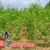 銀杏樹 大量批發(fā)白果景觀綠化行道樹白果小苗 銀杏樹苗大小規(guī)格