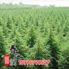 供應(yīng)綠化工程園林綠化苗木 雪松苗 規(guī)格齊全基地直銷綠化小苗雪松