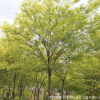 苗圃直銷 大小規(guī)格 木行道樹 櫸樹苗 紅櫸樹 庭院街道防護樹批發(fā)