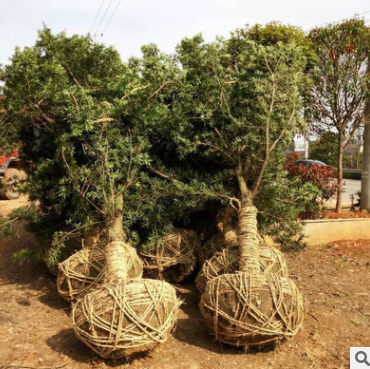 庭院別墅景觀綠化苗木羅漢松樁景 胸徑12公分羅漢松 樹(shù)形優(yōu)美