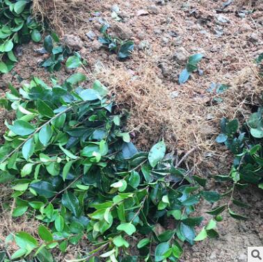 茶梅小苗 貨源充足 量大優(yōu)惠 多規(guī)格銷售挑選