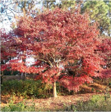 原生紅楓 庭院植物綠化工程紅楓 多規(guī)格紅楓挑選